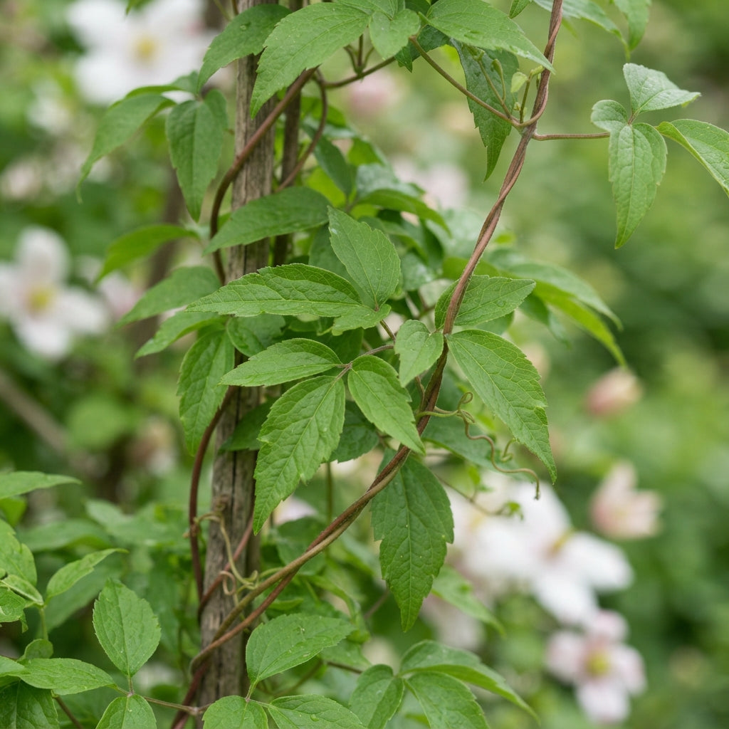 Clematis montana Mixed Flower Seeds for Planting