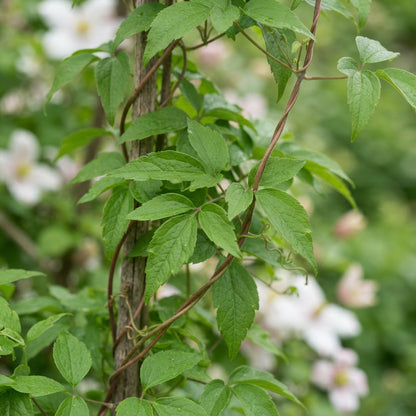 Clematis montana Mixed Flower Seeds for Planting