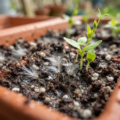Clematis 'Baby Blue' Flower Seeds for Planting