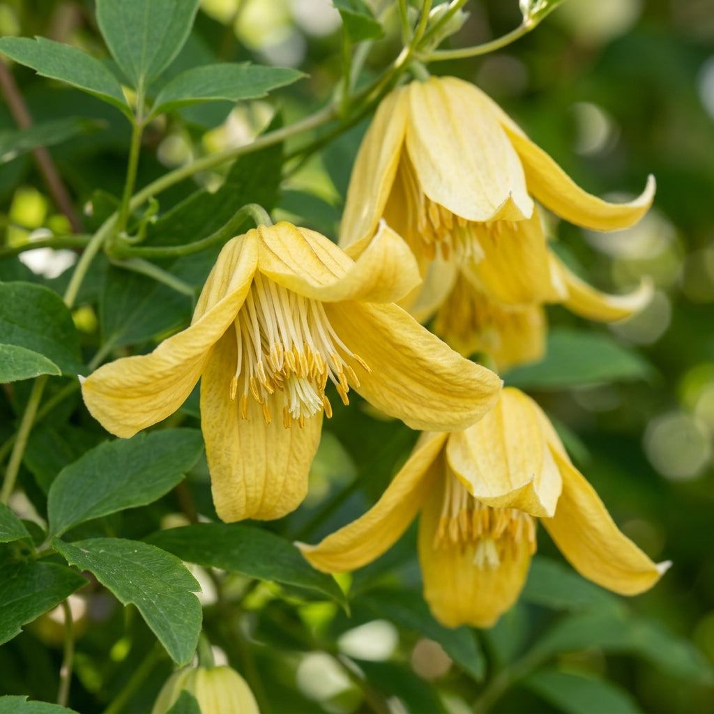Clematis Serratifolia Seeds for Garden Planting