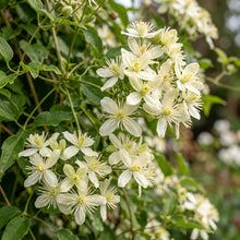 Clematis Vitalba Seeds for Garden Planting