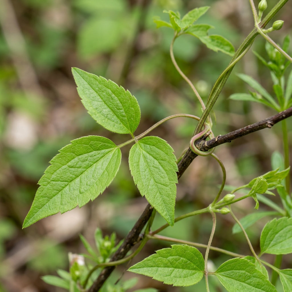 Clematis Vitalba Seeds for Garden Planting