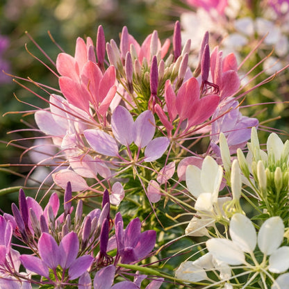 Cleome Spinosa Mix Flower Seeds For Planting