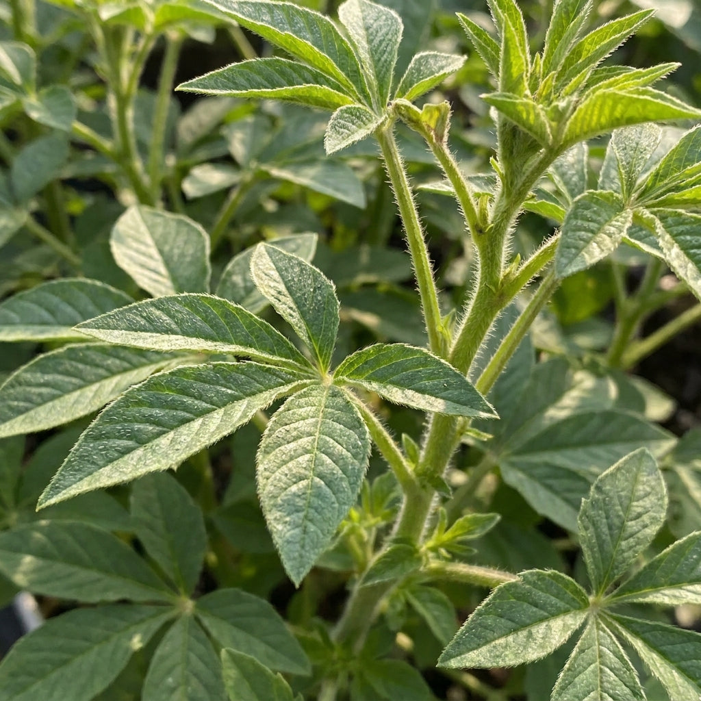 Cleome Spinosa Mix Flower Seeds For Planting