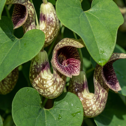 Climbing Dutchman's Pipe Flower Seeds for Planting