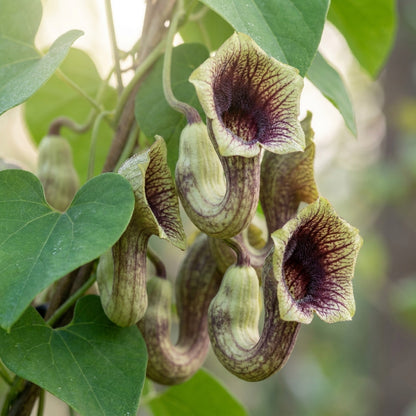 Climbing Dutchman's Pipe Flower Seeds for Planting