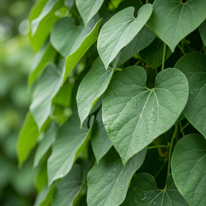 Climbing Dutchman's Pipe Flower Seeds for Planting
