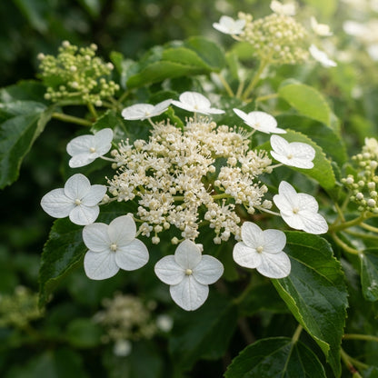 Climbing Hydrangea Flower Seeds for Planting