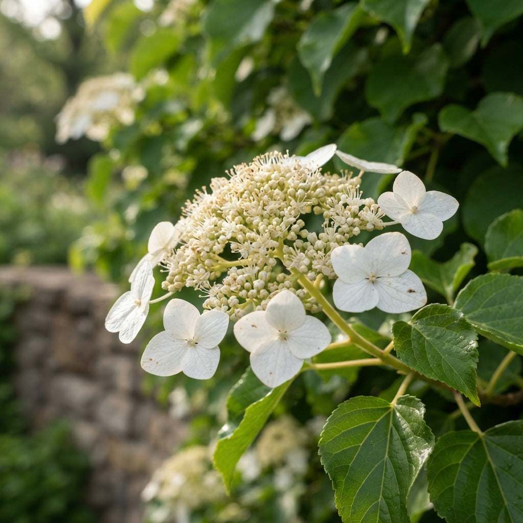 Climbing Hydrangea Flower Seeds for Planting
