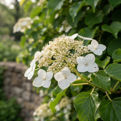 Climbing Hydrangea Flower Seeds for Planting