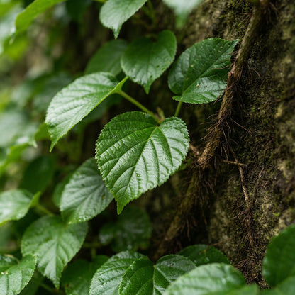 Climbing Hydrangea Flower Seeds for Planting