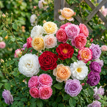Climbing Rose Seeds for Planting