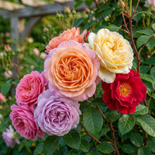 Climbing Rose Seeds for Planting