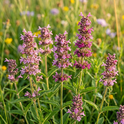 Clinopodium Vulgare Flower Seeds