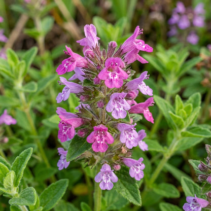 Clinopodium Vulgare Flower Seeds