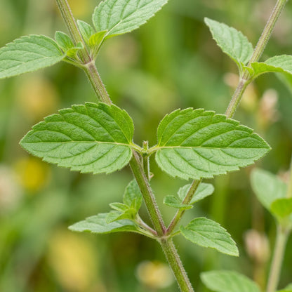 Clinopodium Vulgare Flower Seeds