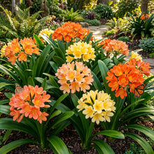 Clivia Flower Seeds for Planting