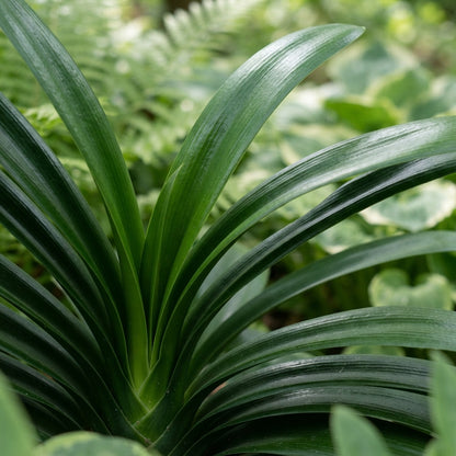Nema Clivia Flower Seeds for Planting