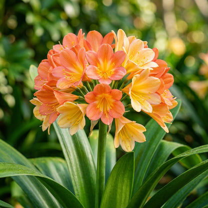 Clivia Flower Seeds for Planting