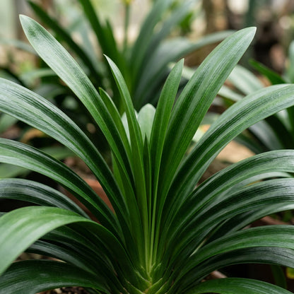 Clivia Flower Seeds for Planting