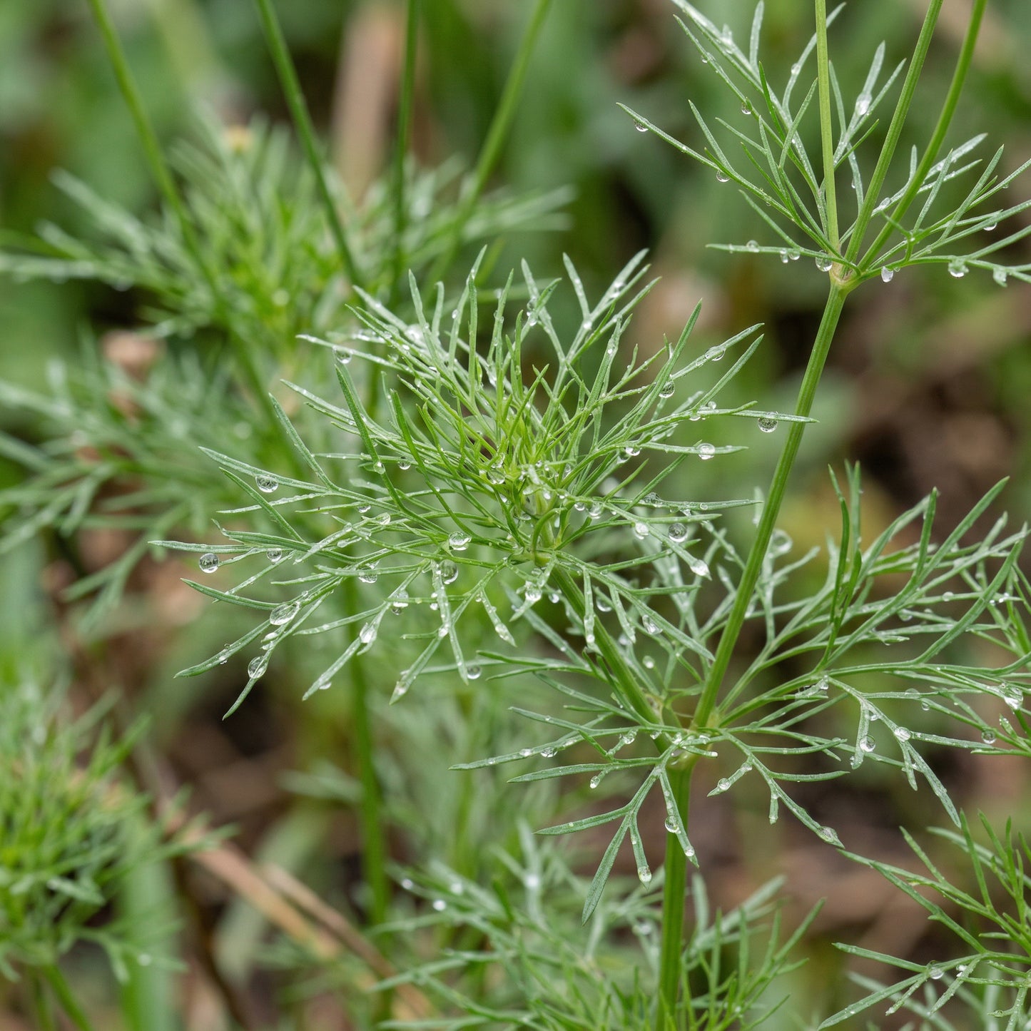 Coreopsis Plains Seeds Coreopsis tinctoria – Annual Wildflower Garden Seeds for Planting