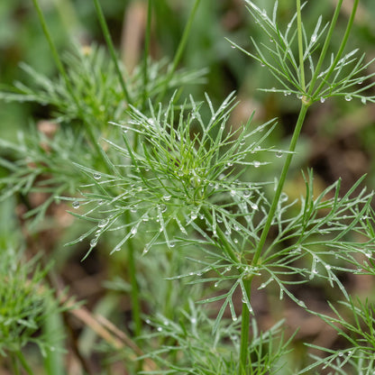 Coreopsis Plains Seeds Coreopsis tinctoria – Annual Wildflower Garden Seeds for Planting
