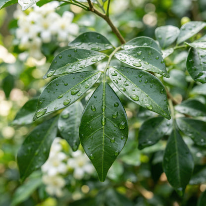 Murraya paniculata Seeds – Fragrant Orange Jasmine Evergreen Garden Plant Seeds