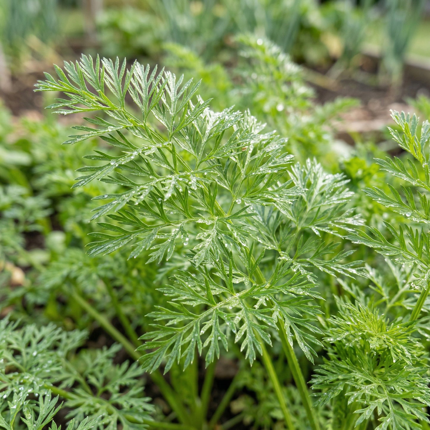 Tendersweet Carrot Seeds – High Yield Sweet Root Carrot Seeds for Outdoor Planting