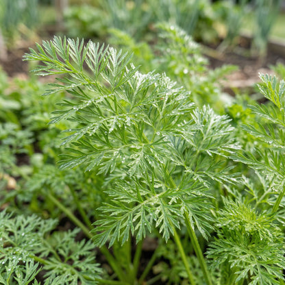 Tendersweet Carrot Seeds – High Yield Sweet Root Carrot Seeds for Outdoor Planting