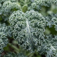Vates Blue Scotch Curly Kale Seeds (Brassica oleracea) – Cold Hardy Dwarf Curled Kale Vegetable Seeds