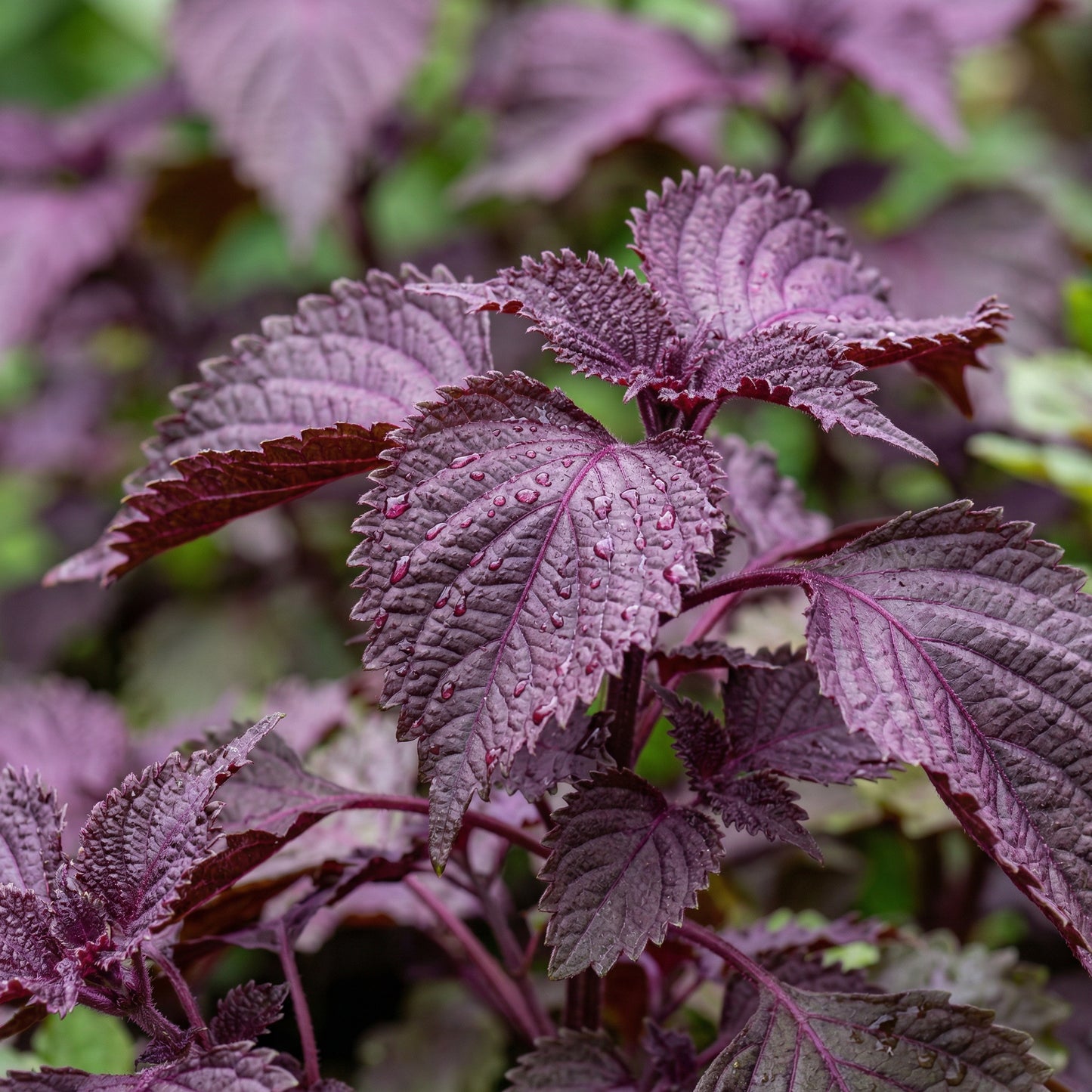 Red Shiso Seeds (Perilla frutescens) – Japanese Purple Perilla Aromatic Herb Seeds