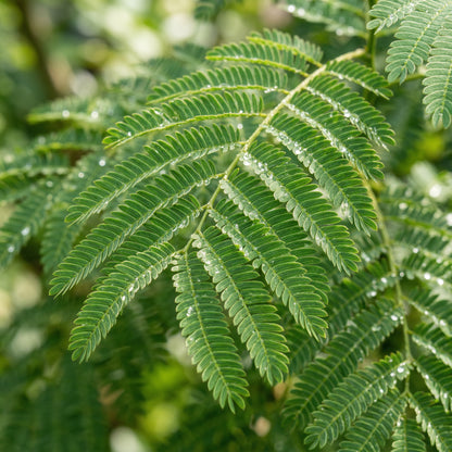 Mimosa Silk Tree Seeds Albizia julibrissin – Pink Flowering Landscape Tree & Bonsai Seeds for Planting