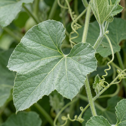 Long Bottle Gourd Seeds | Opo Squash, Dudi, Calabash & Long Melon | Lagenaria siceraria | Heirloom Edible Vegetable Seeds for Home Garden, Raised Beds & Containers