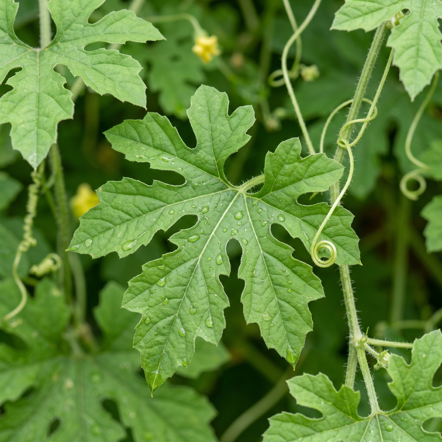Green Skin Long Bitter Gourd Seeds Bitter Melon Asian Vegetable Seeds Momordica charantia