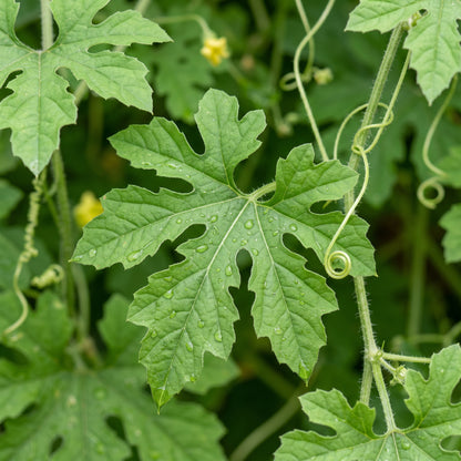 Green Skin Long Bitter Gourd Seeds Bitter Melon Asian Vegetable Seeds Momordica charantia