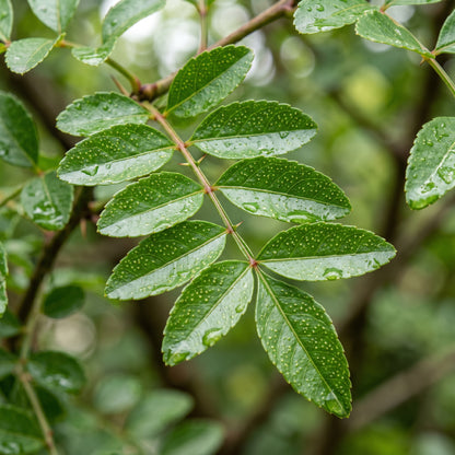 Sichuan Pepper Plant Zanthoxylum bungeanum Aromatic Herb Shrub Plant