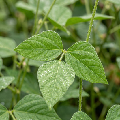 Adzuki Bean Seeds Red Bean Seeds Vigna angularis Heirloom Bean Seeds
