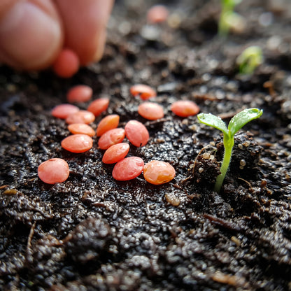 Red Lentil Seeds Lens culinaris Lentil Seeds Heirloom Legume Seeds