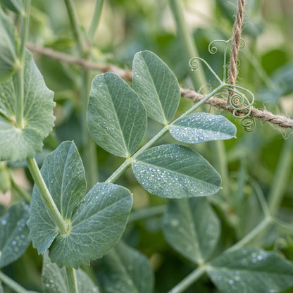 Snap Pea Seeds Sugar Daddy Snap Pea Seeds Pisum sativum var macrocarpon