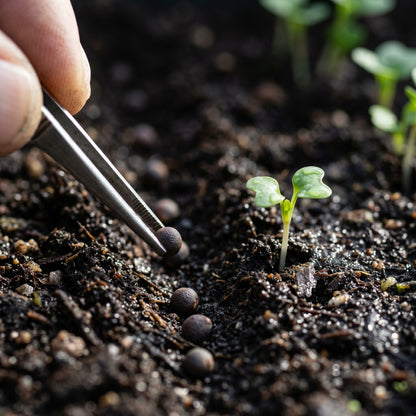 Broccoli Seeds Waltham Broccoli Seeds Brassica oleracea var italica