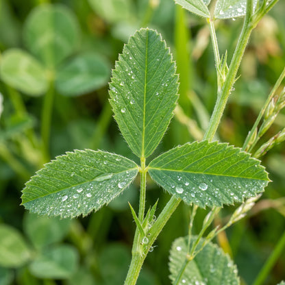 Yellow Sweet Clover Seeds Melilotus officinalis Flowering Clover Seeds