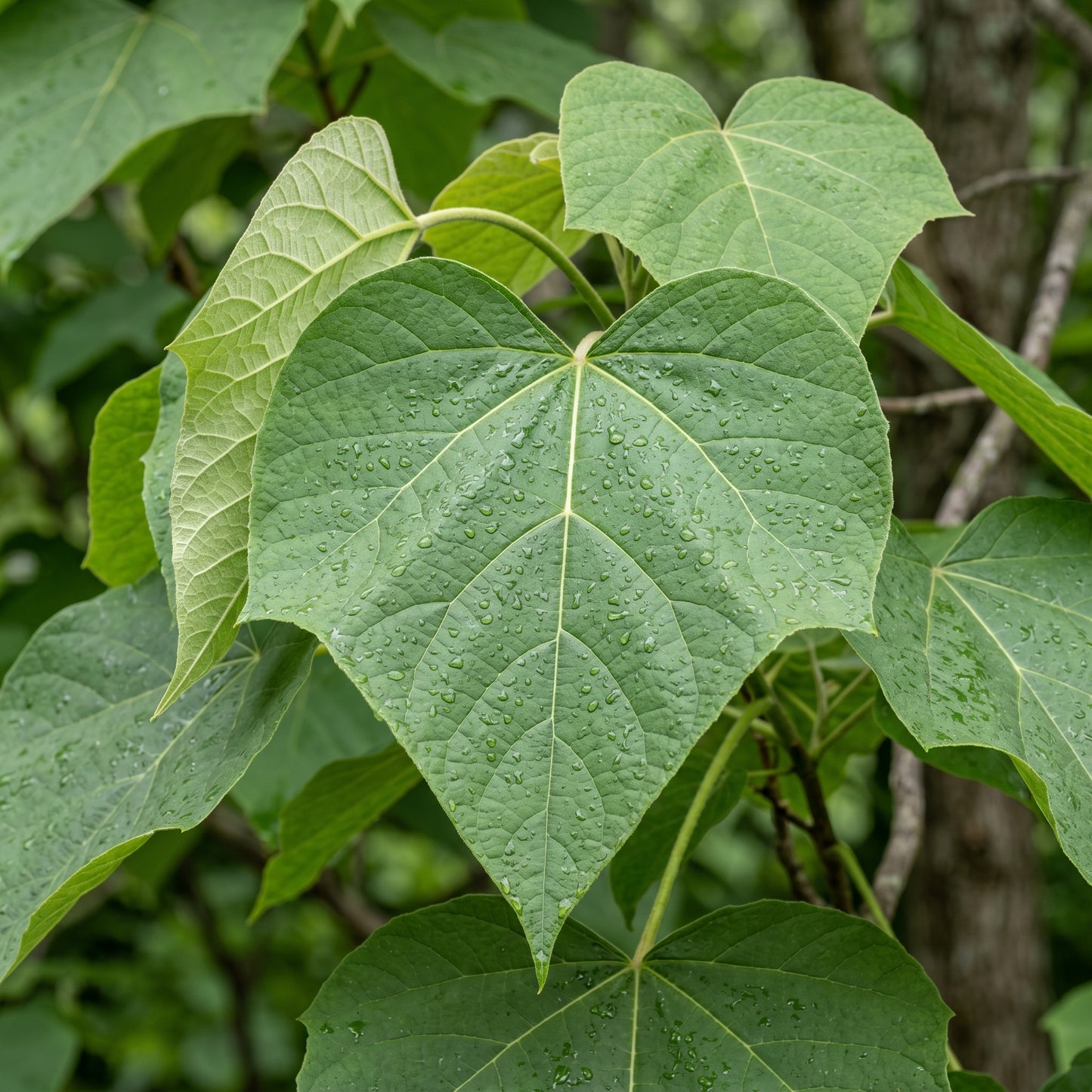 Northern Catalpa Tree Seeds Catalpa speciosa Flowering Deciduous Tree Seeds