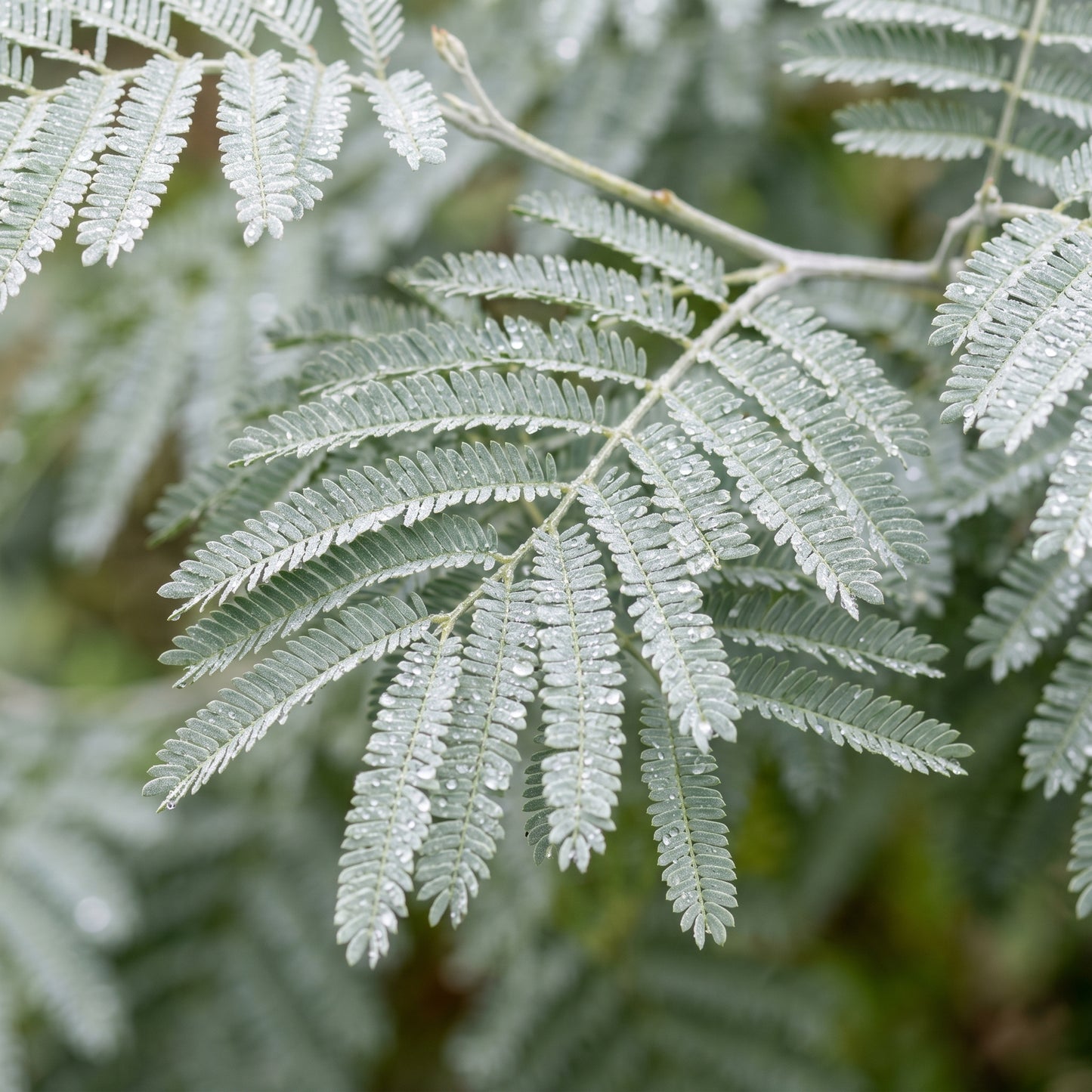 Golden Mimosa Seeds Acacia dealbata Flowering Mimosa Tree Seeds