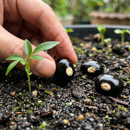 Dwarf Longan Seeds Dimocarpus longan Longan Fruit Tree Seeds