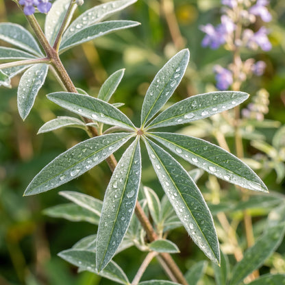 Chaste Tree Seeds Vitex agnus castus Purple Flowering Shrub Seeds