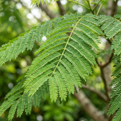 Jacaranda Tree Seeds Jacaranda mimosifolia Blue Flowering Tree Seeds