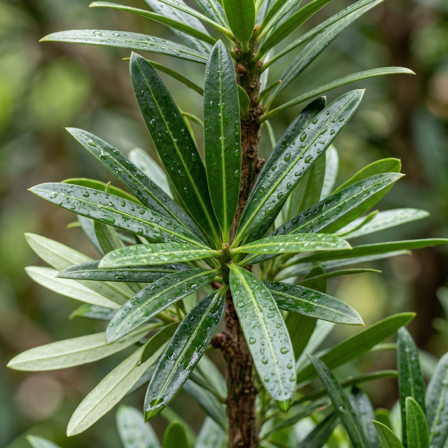 Podocarpus Macrophyllus Seeds Evergreen Ornamental Plant