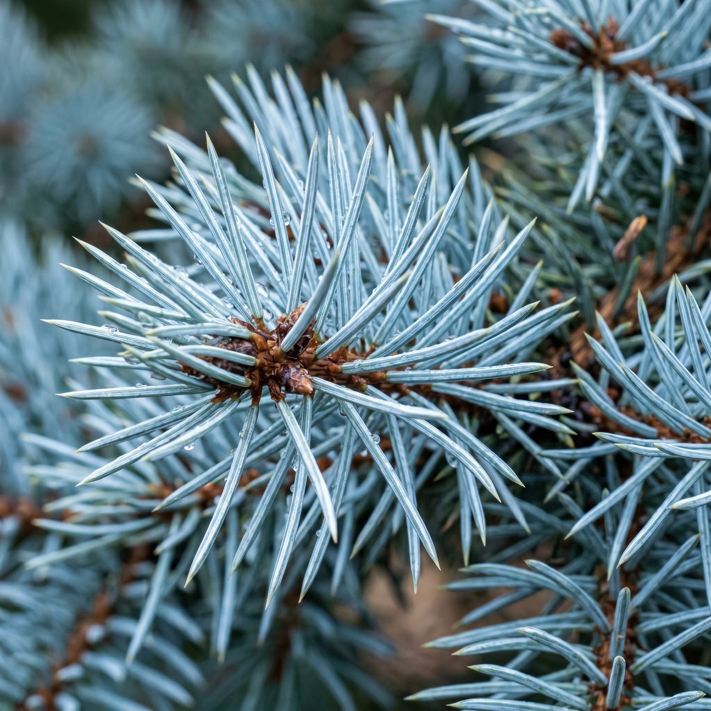 Blue Spruce Seeds Picea pungens glauca Evergreen Spruce Tree Seeds