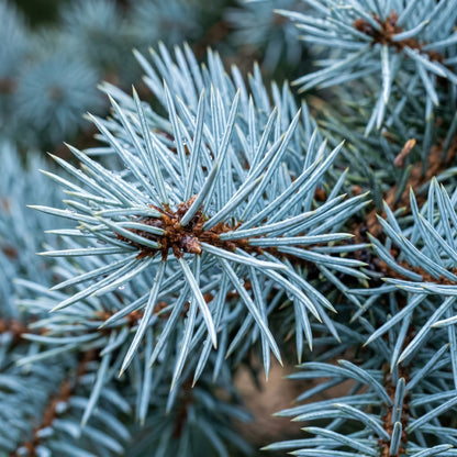 Blue Spruce Seeds Picea pungens glauca Evergreen Spruce Tree Seeds