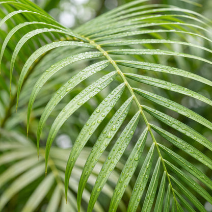 Betel Nut Seeds Areca catechu Tropical Areca Palm Tree Seeds